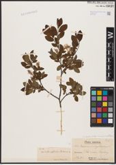 Foto von Salix aurita L. x Salix myrtilloides L.